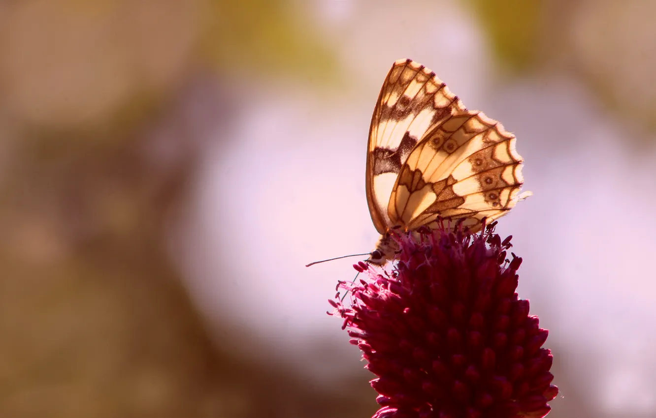 Photo wallpaper flower, butterfly, spring