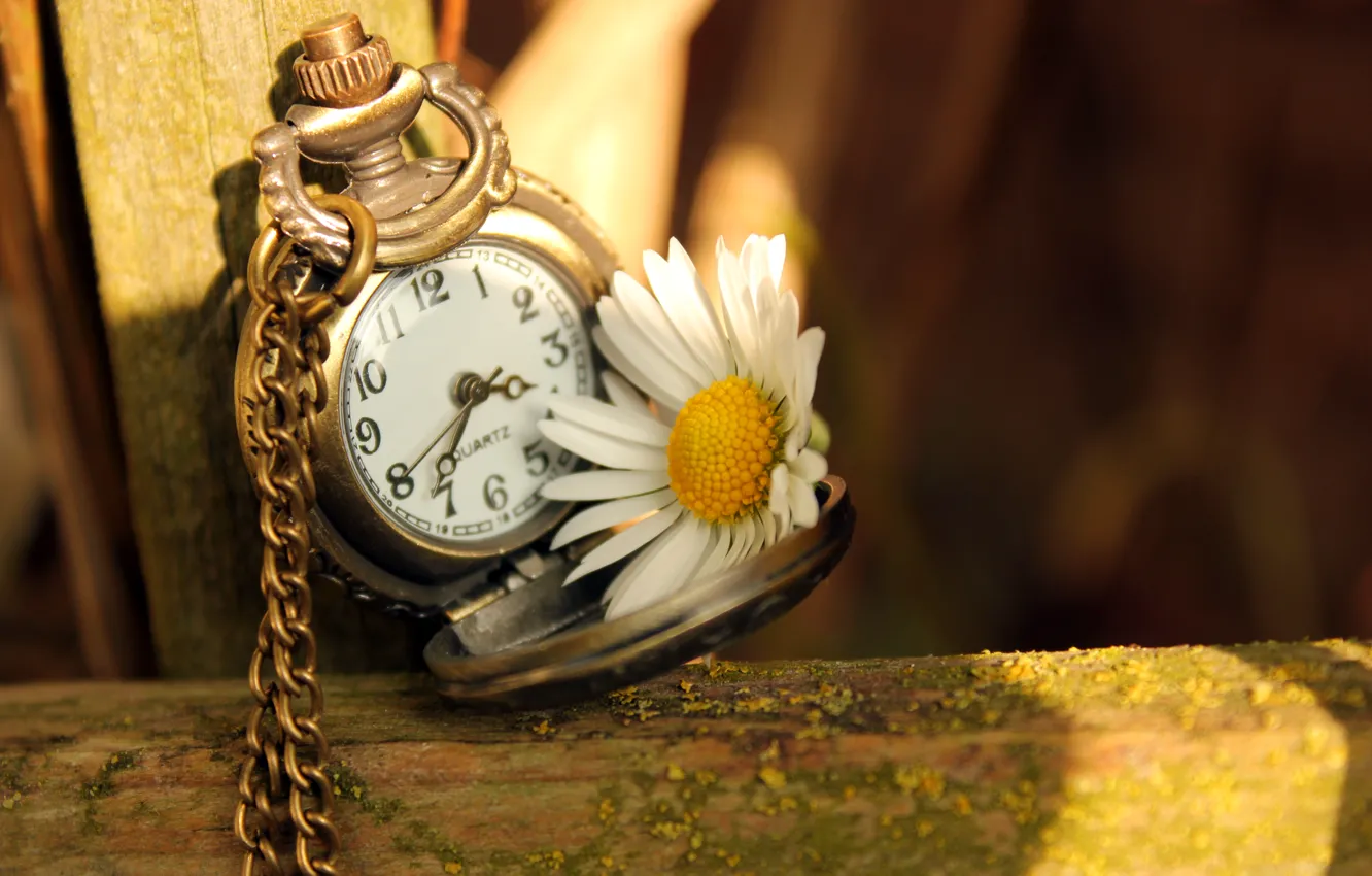 Photo wallpaper flower, light, time, arrows, watch, Daisy, dial, chain