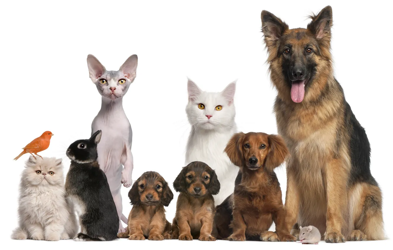 Photo wallpaper animals, dog, birds, cats, mice, puppies, Rabbits, Mammals