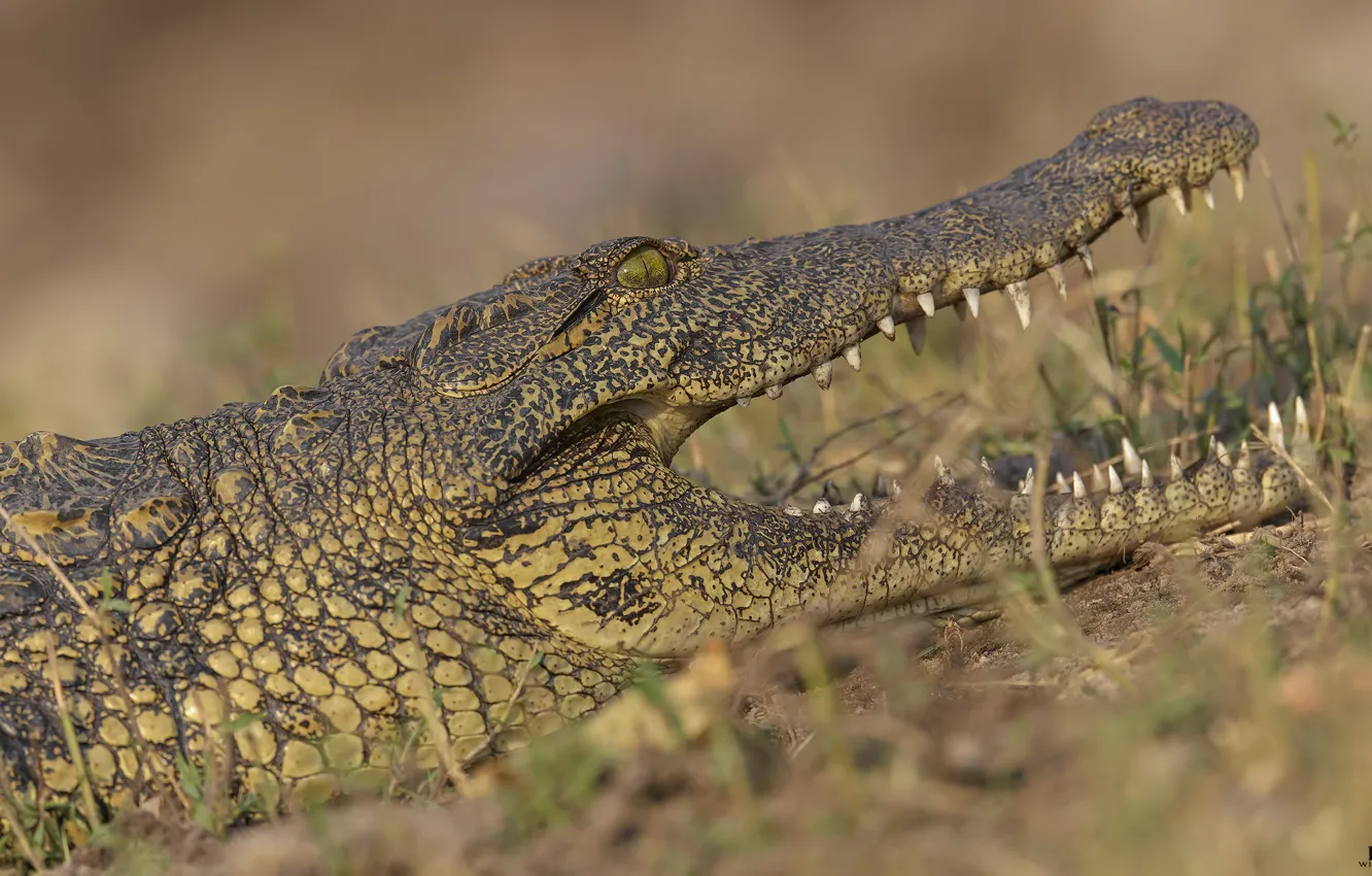 Photo wallpaper nature, crocodile, DUELL ©