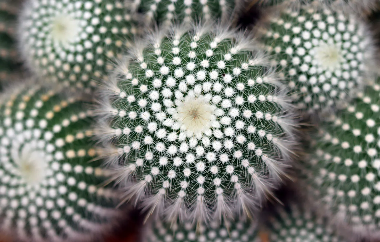 Photo wallpaper macro, cactus, barb