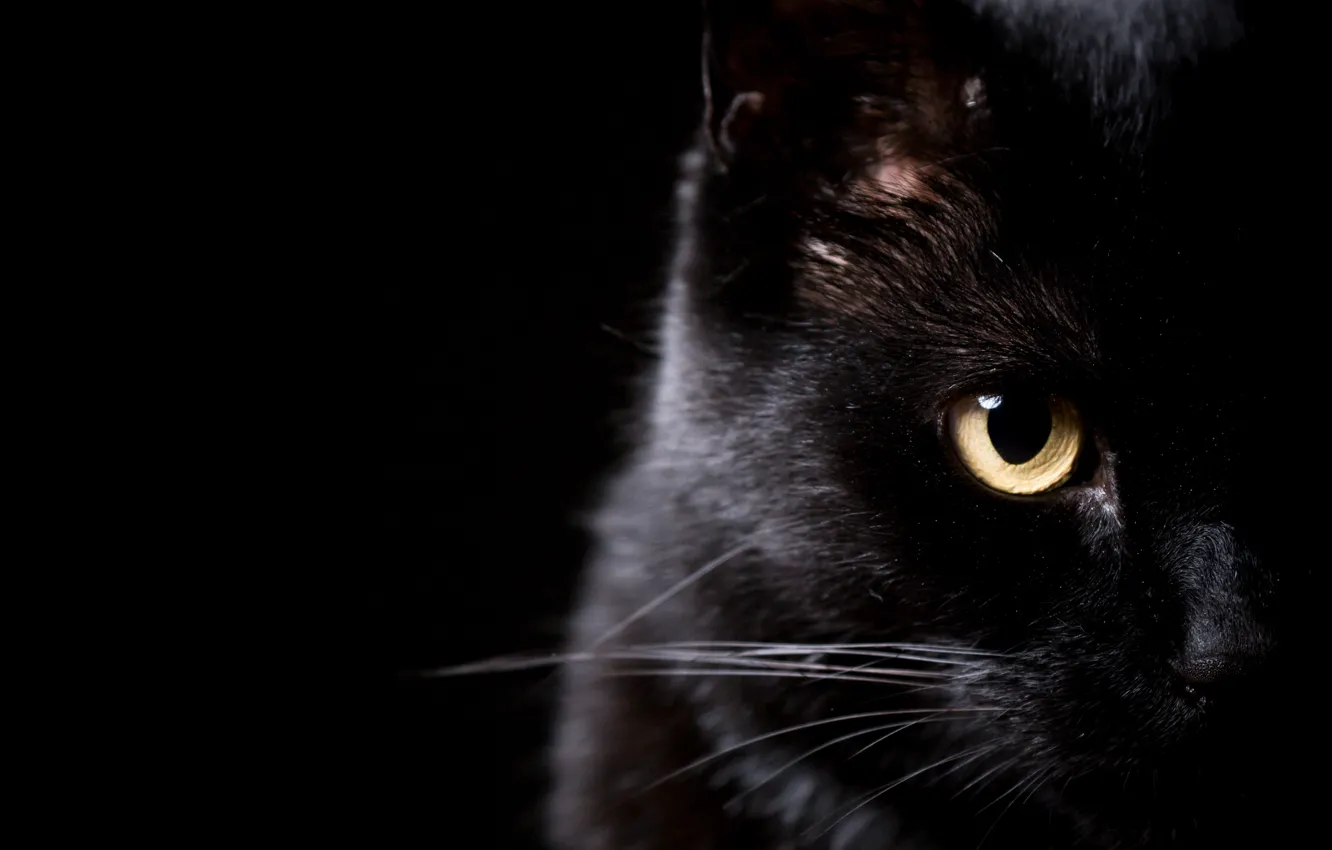Photo wallpaper cat, mustache, look, eyes, black