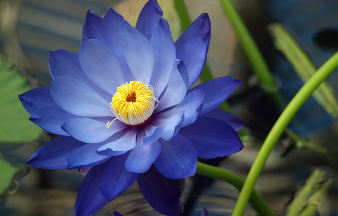 Photo wallpaper Lotus, Lily, water Lily