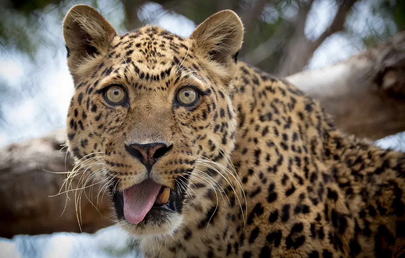 Photo wallpaper language, look, leopard, funny