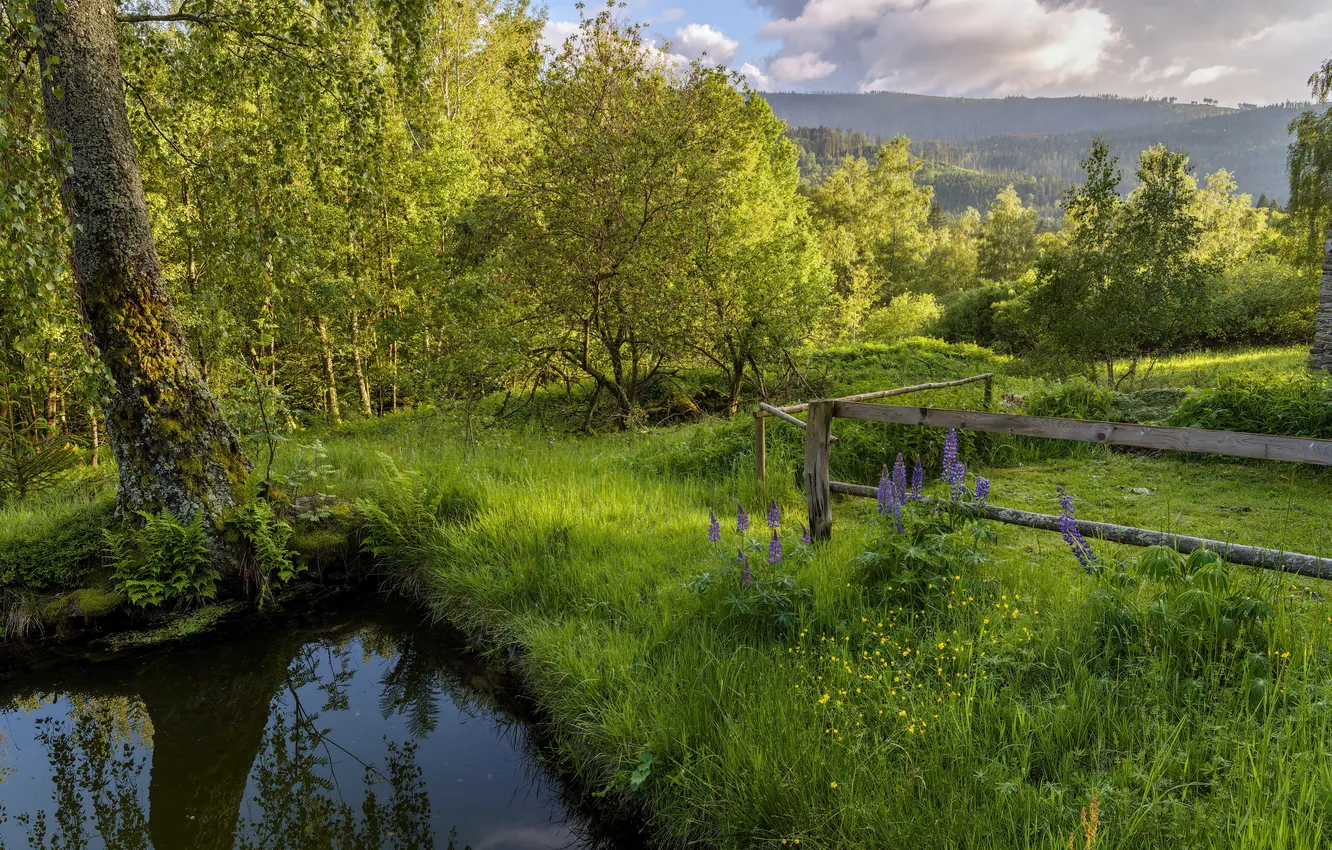 Photo wallpaper greens, summer, nature