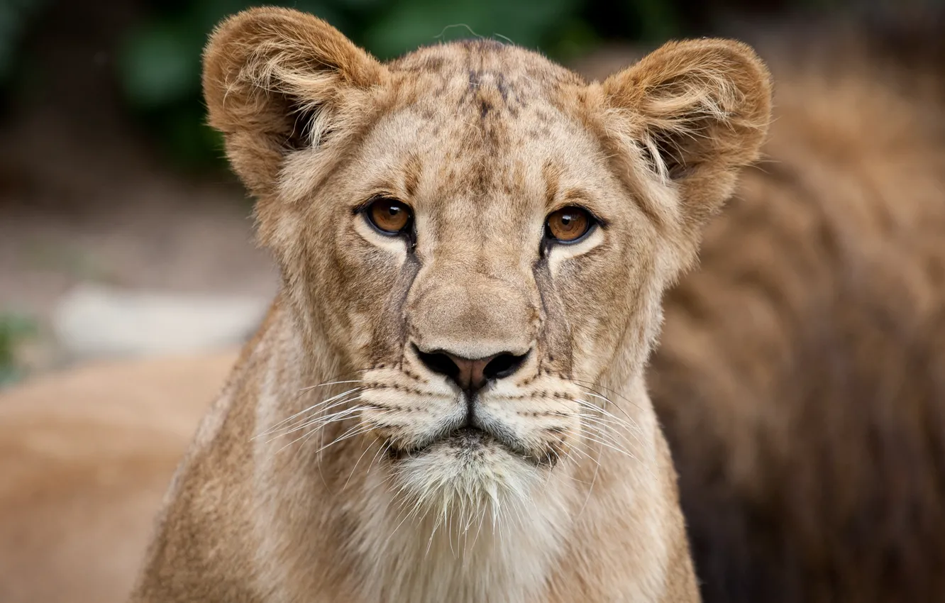 Photo wallpaper cat, look, face, portrait, Leo, lion