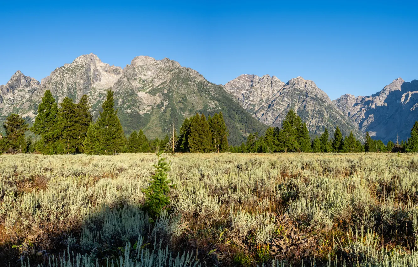 Photo wallpaper forest, mountains, meadow, panorama