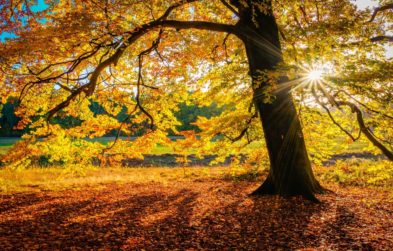 Photo wallpaper autumn, the sun, trees, nature, foliage