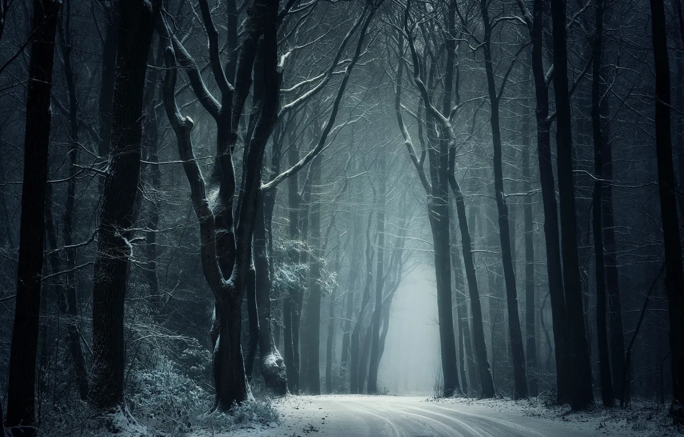 Photo wallpaper winter, road, snow, trees, nature
