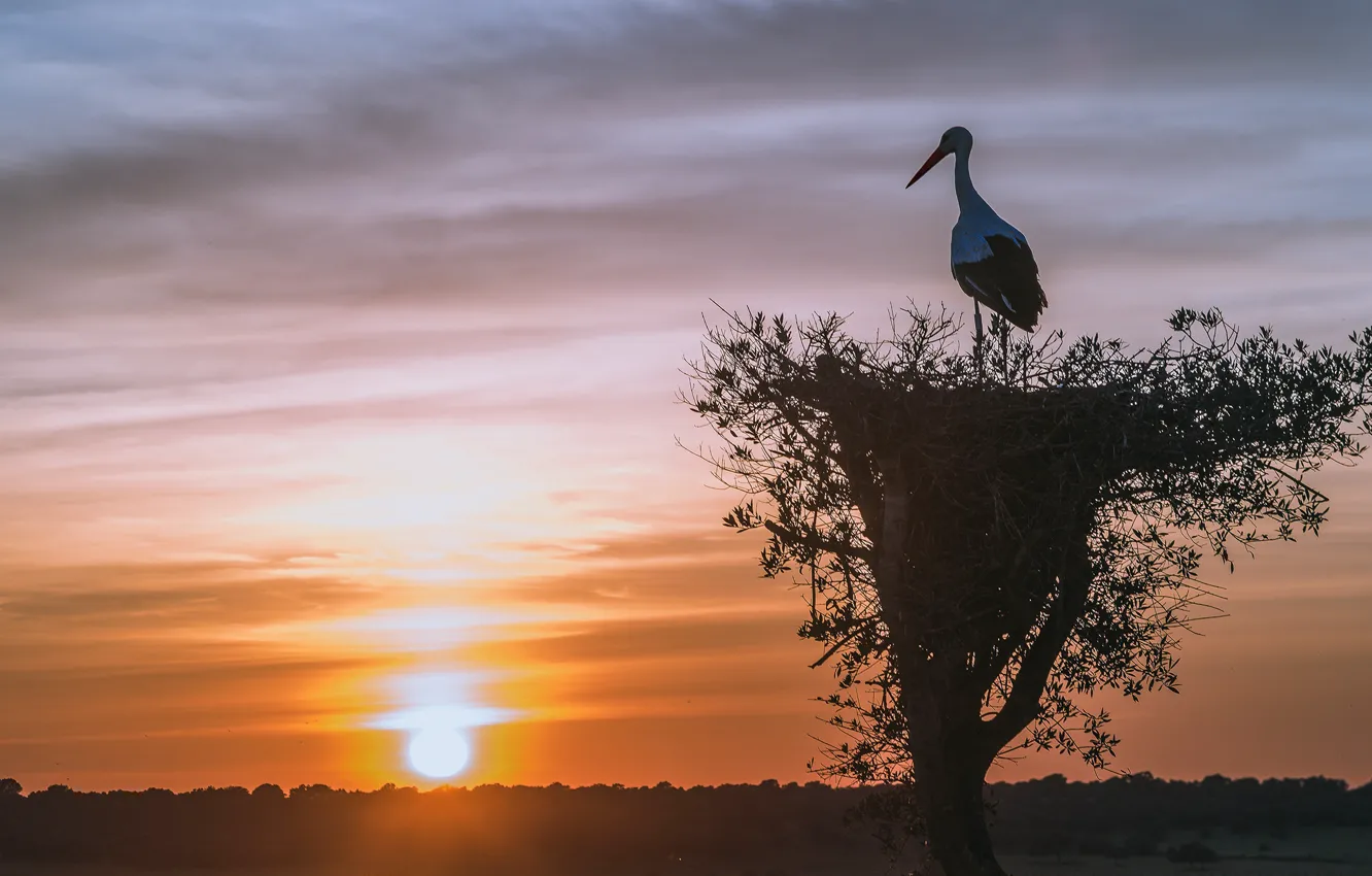 Photo wallpaper the sky, the sun, clouds, trees, landscape, sunset, branches, nature
