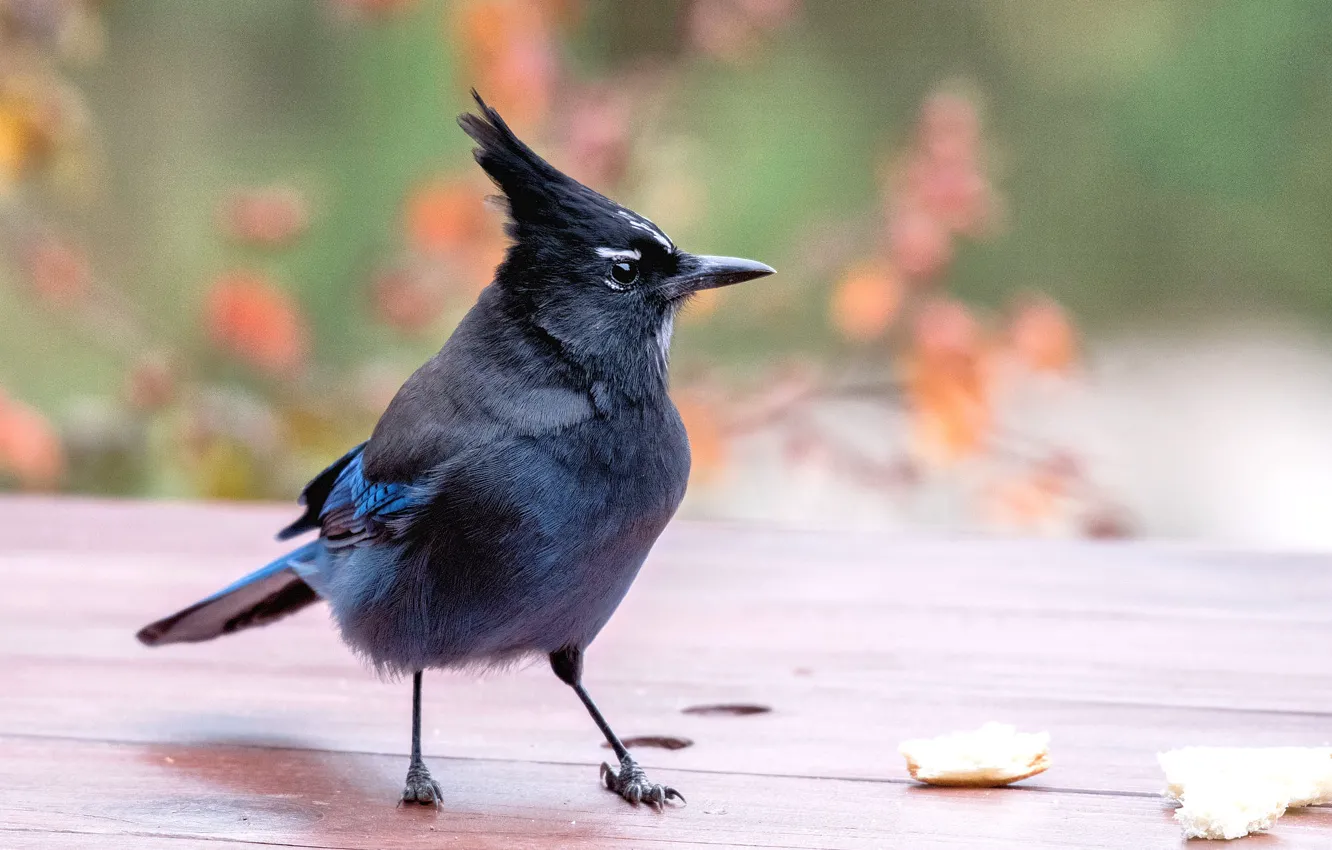 Photo wallpaper branches, bird, Board, bokeh, treat, Jay, blackhead blue Jay