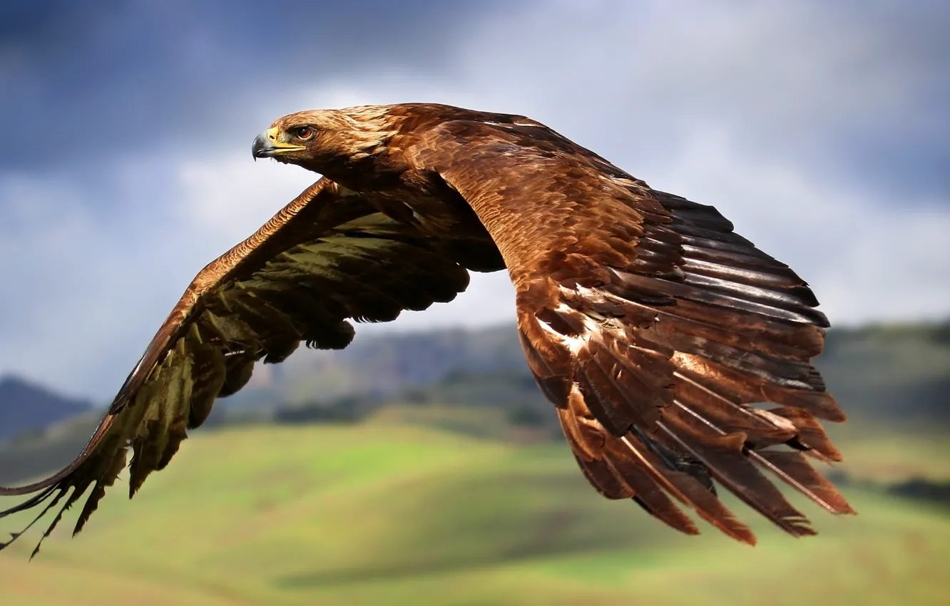 Photo wallpaper flight, bird, wings, predator, beak