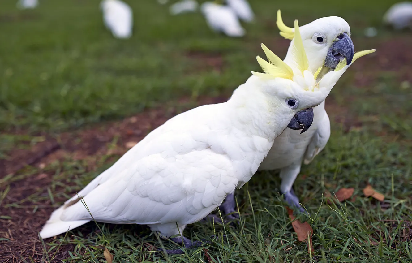 Photo wallpaper pose, bird, parrot, white, a couple, cockatoo, two parrots