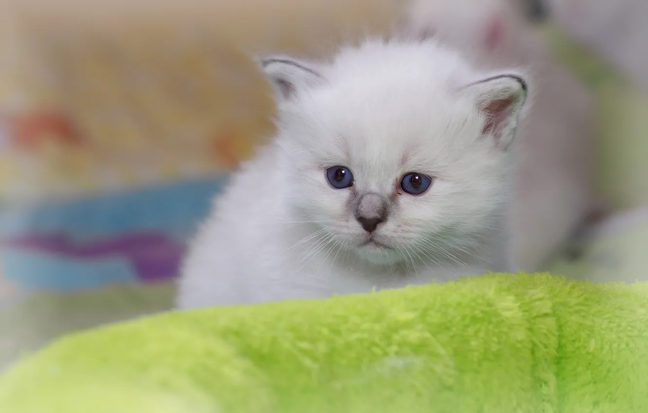 Photo wallpaper baby, kitty, Ragdoll