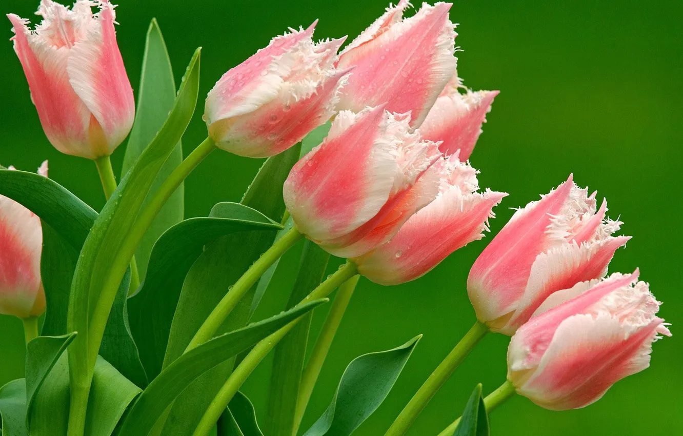 Photo wallpaper tulips, pink, motley