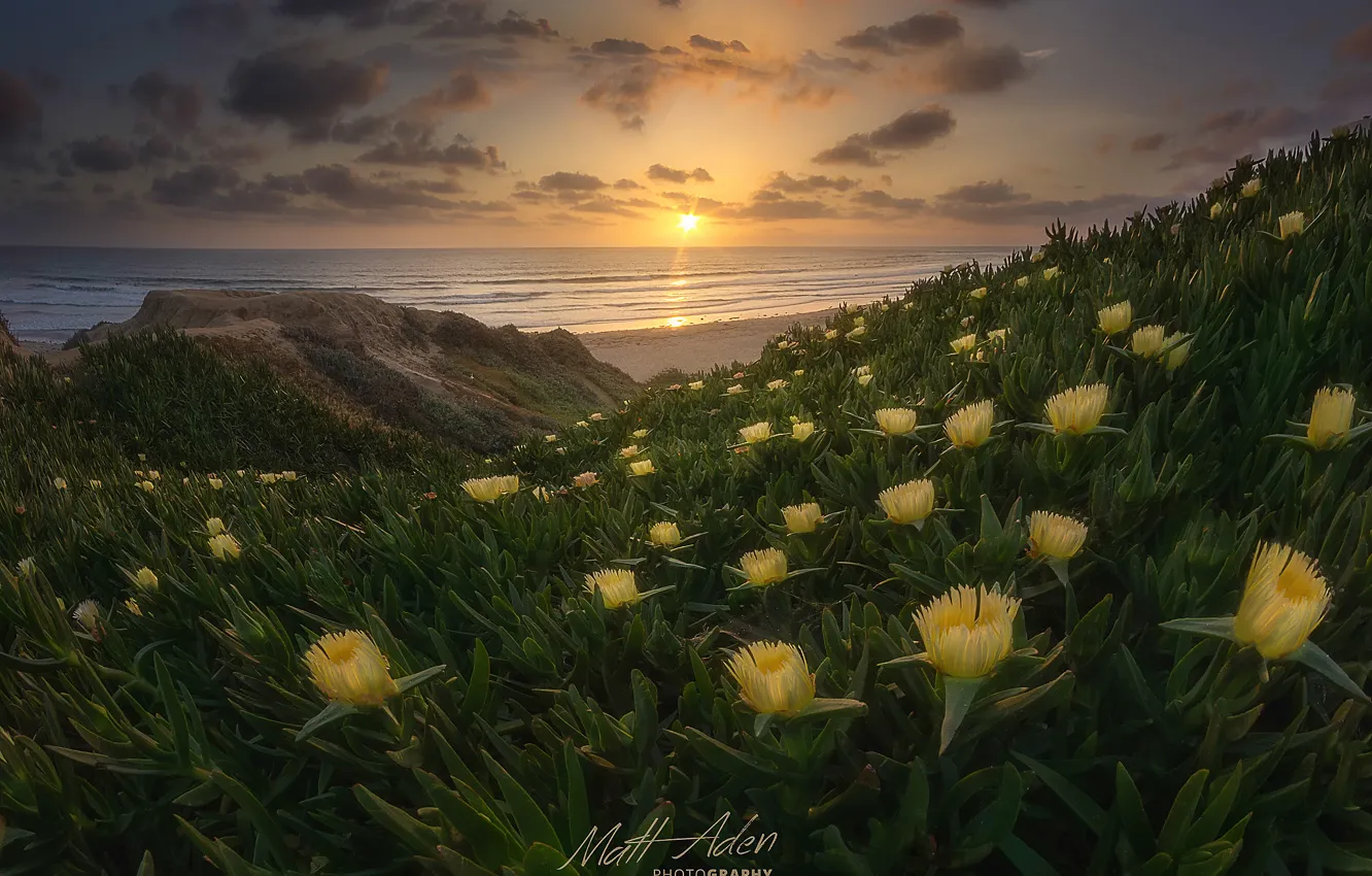 Photo wallpaper beach, flowers, spring, CA, USA, the Pacific ocean, state, San Diego