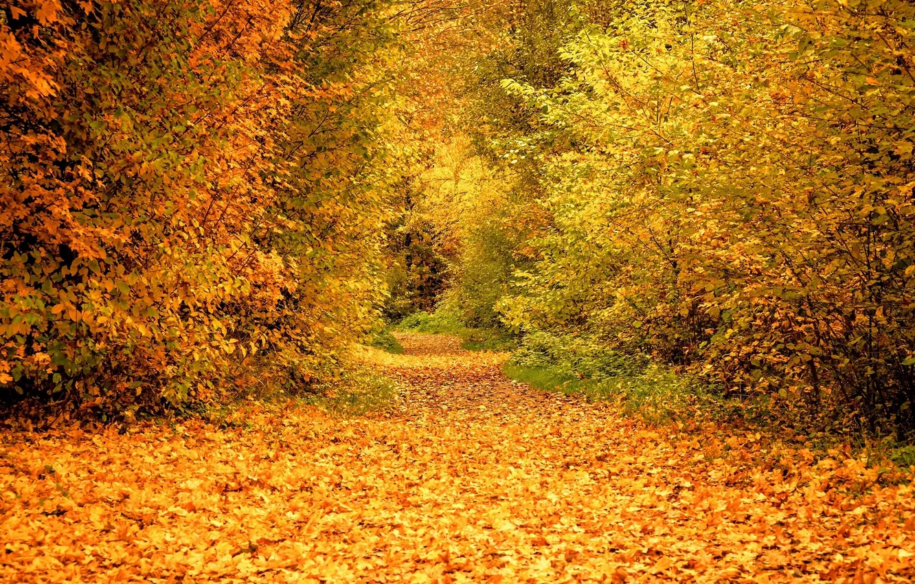 Photo wallpaper forest, morning, sunlight, fall