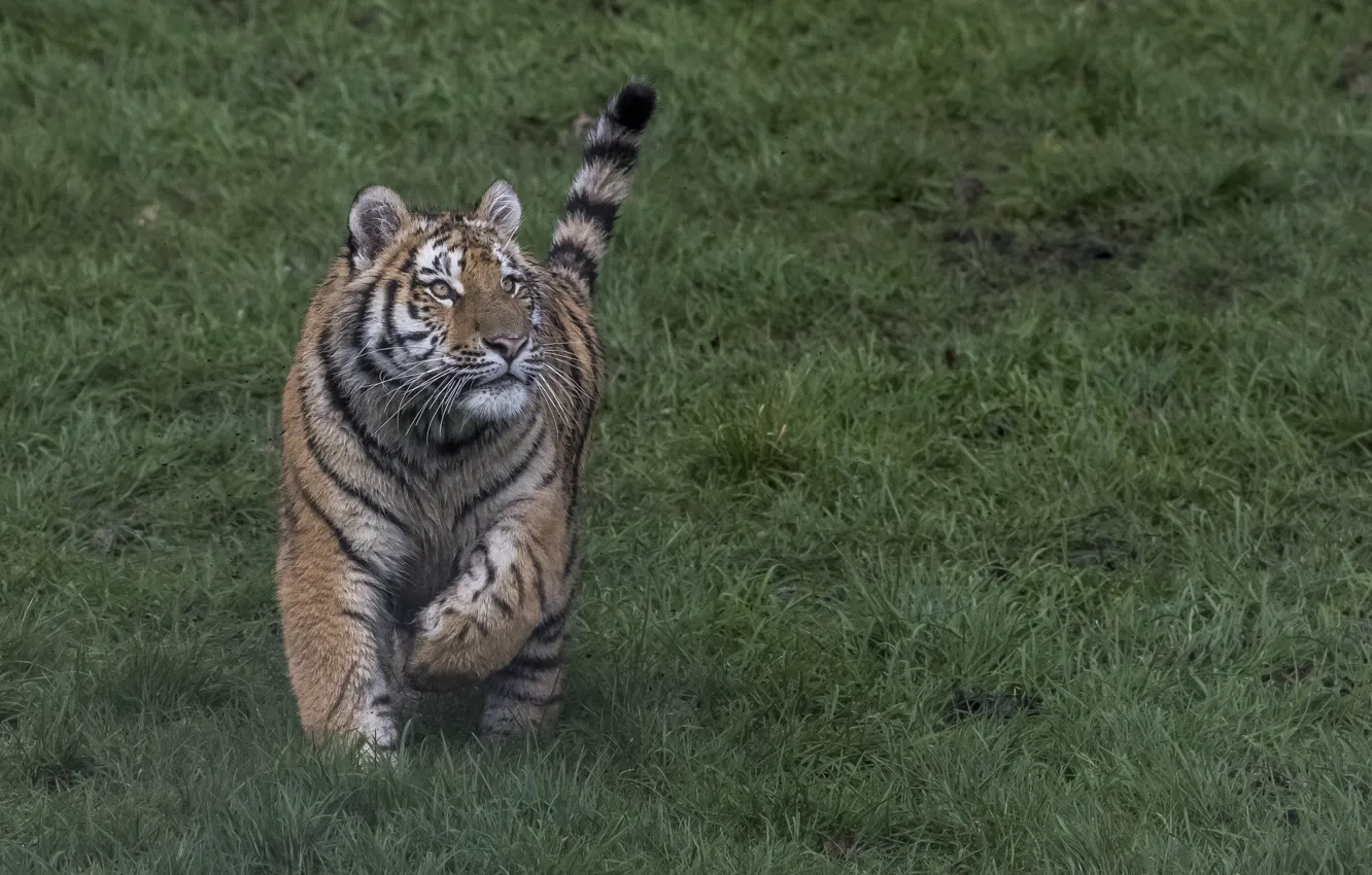 Photo wallpaper grass, look, tiger, tail, runs