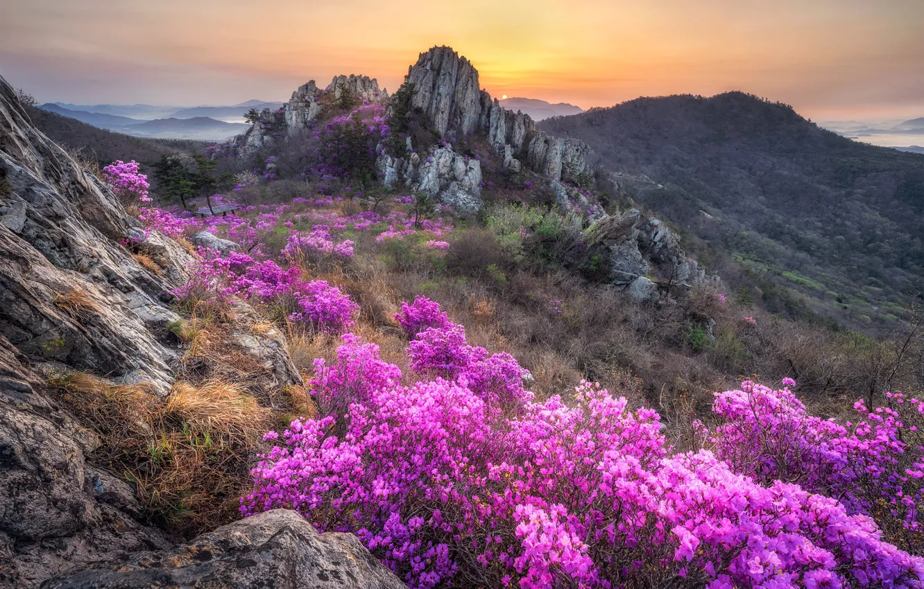 Photo wallpaper the sky, flowers, mountains, stones, rocks, hills, Asia, slope
