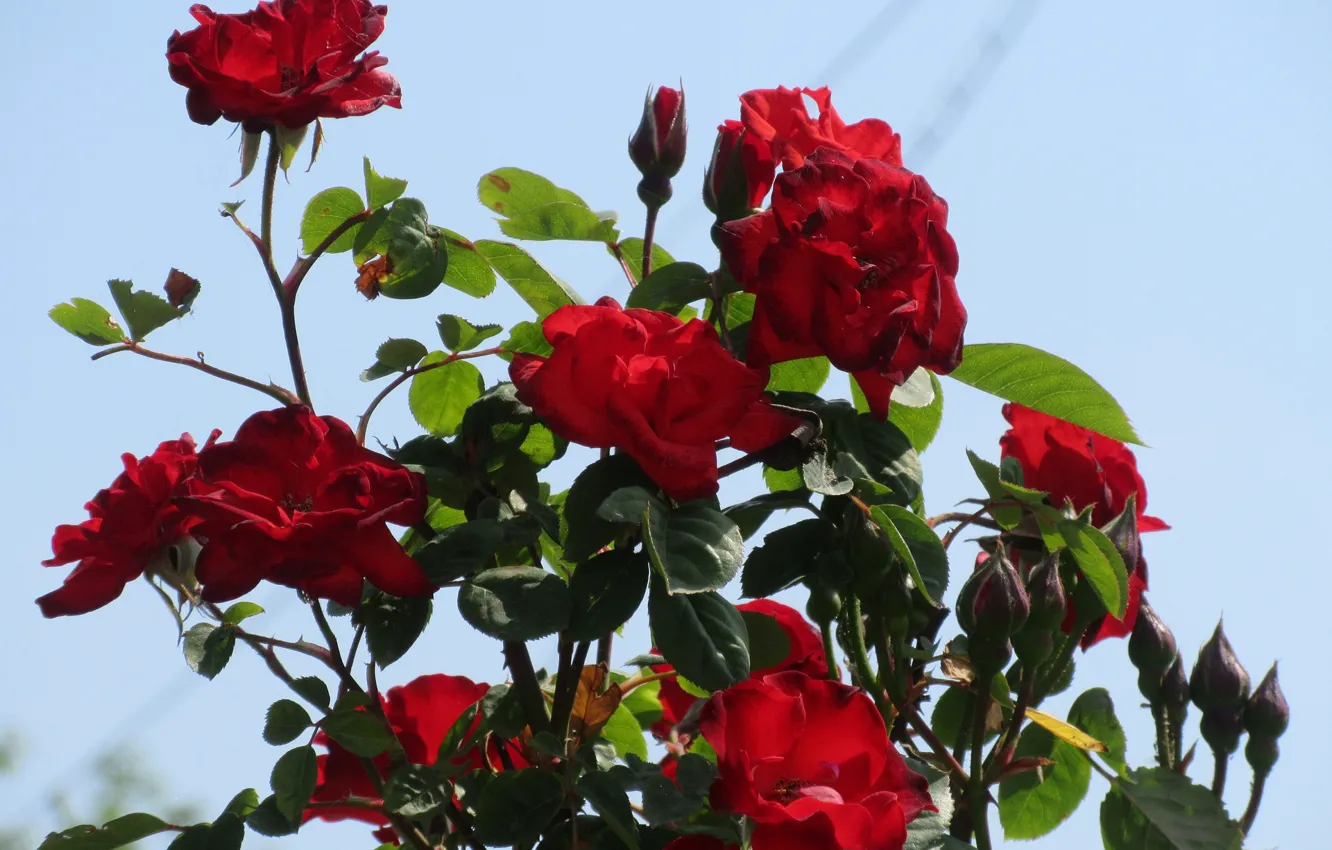 Photo wallpaper Flowers, The sky, Bush, Red roses, Meduzanol ©, Summer 2018