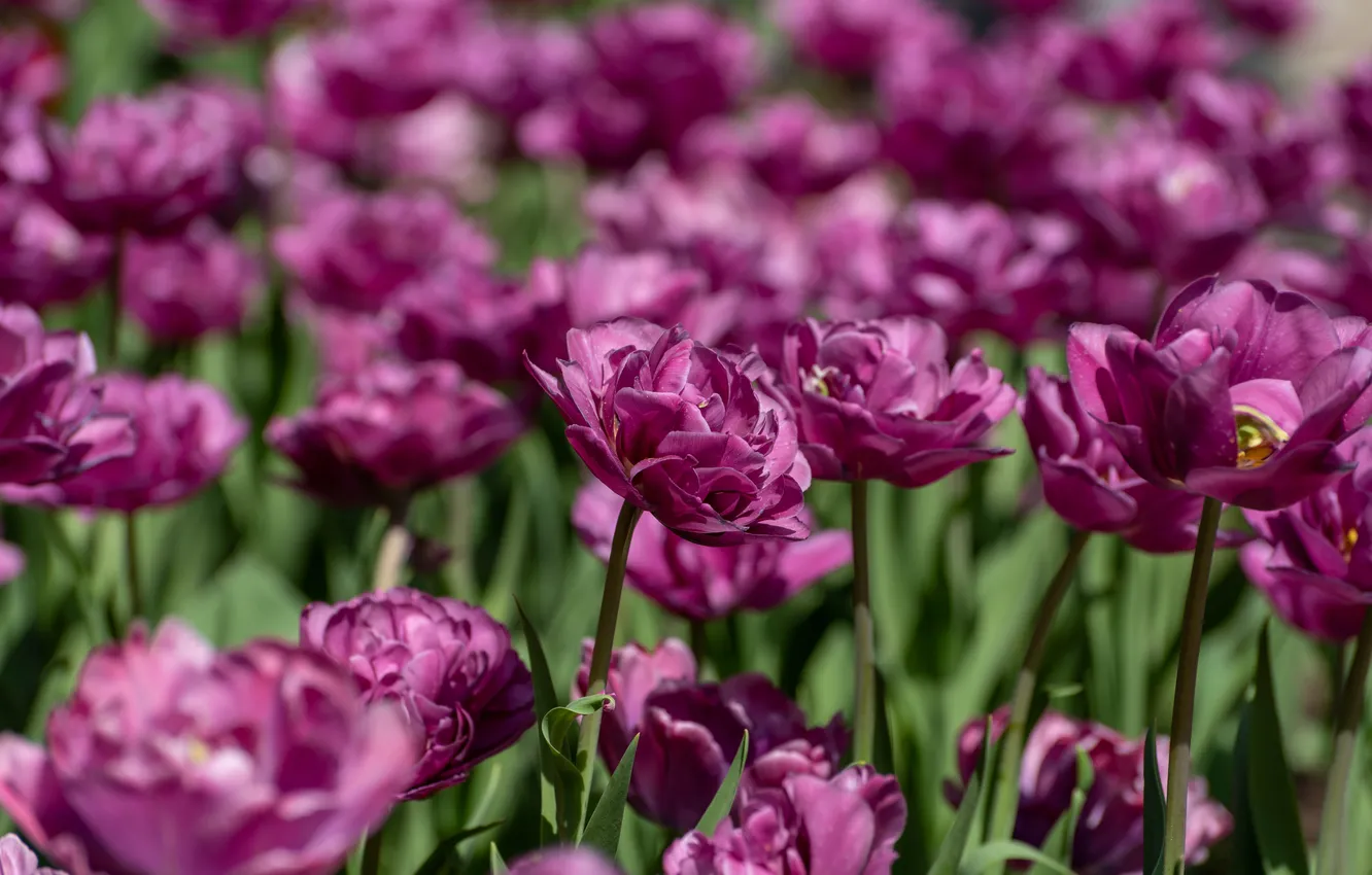 Photo wallpaper flowers, spring, garden, tulips, pink, flowerbed, a lot, lilac