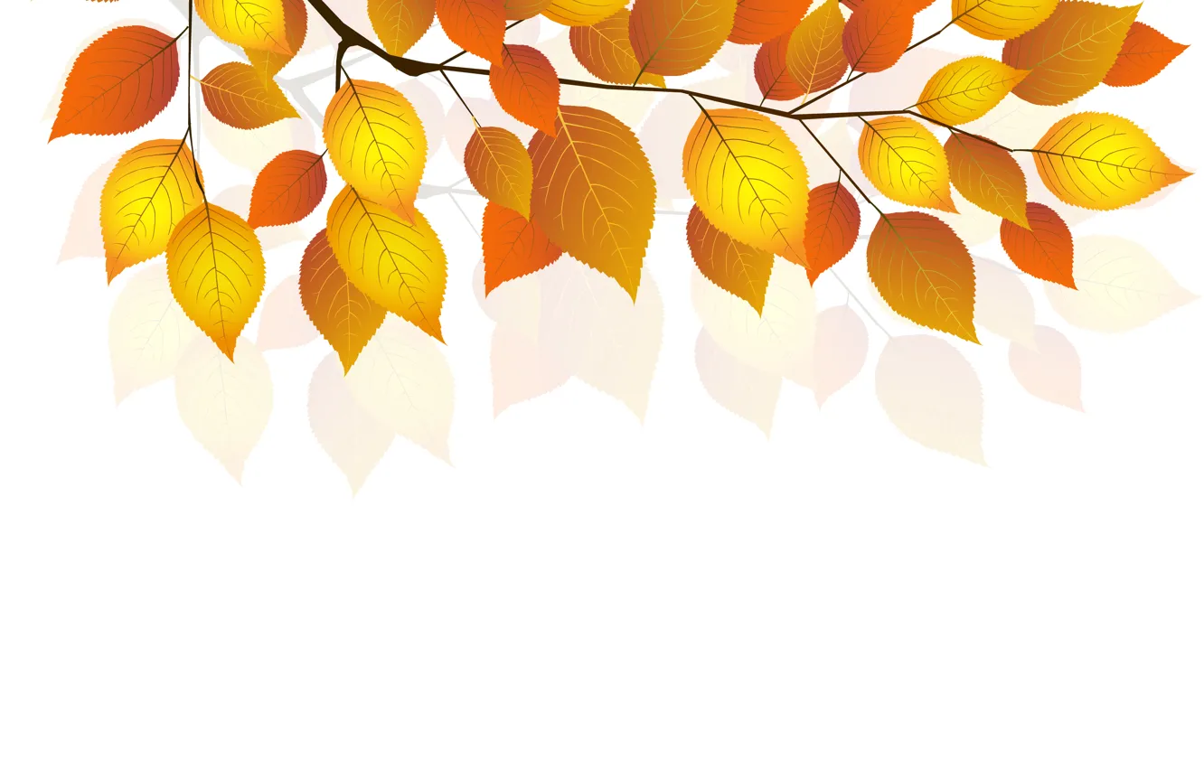 Photo wallpaper autumn, leaves, sprig, white background, autumn, leaves, white background, twigs