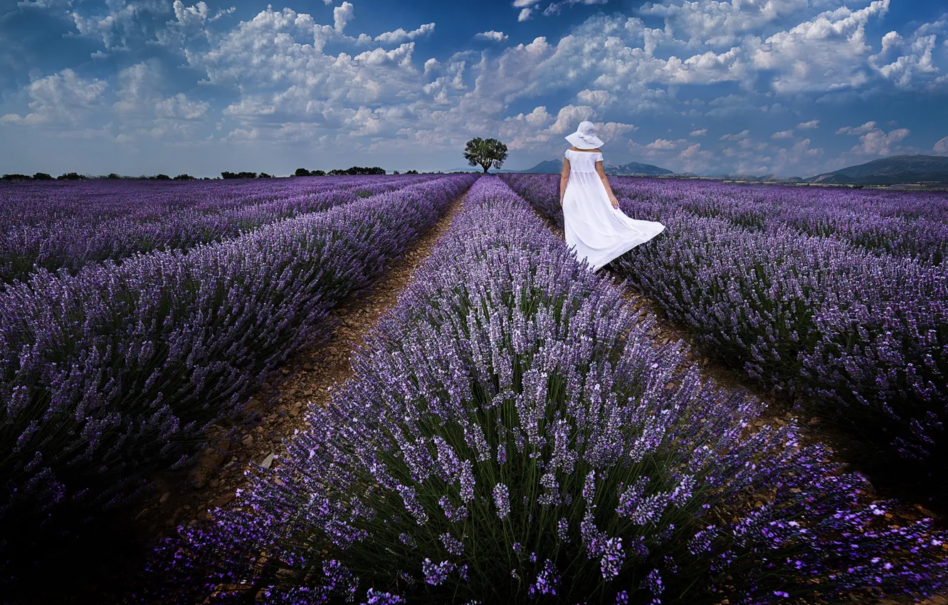 Photo wallpaper woman, hat, walk, white dress, the ranks, lavender, plantation, lavender field