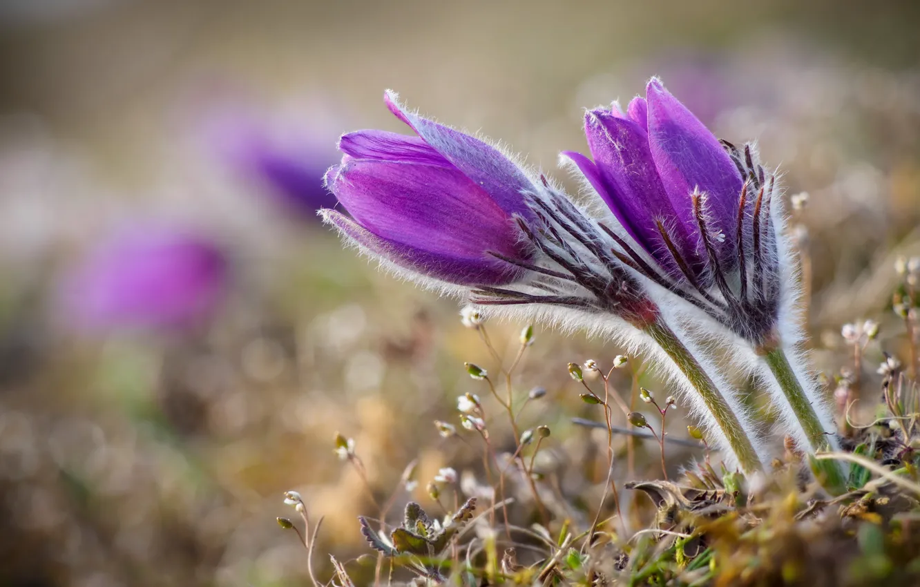 Photo wallpaper purple, spring, buds, lilac, anemones