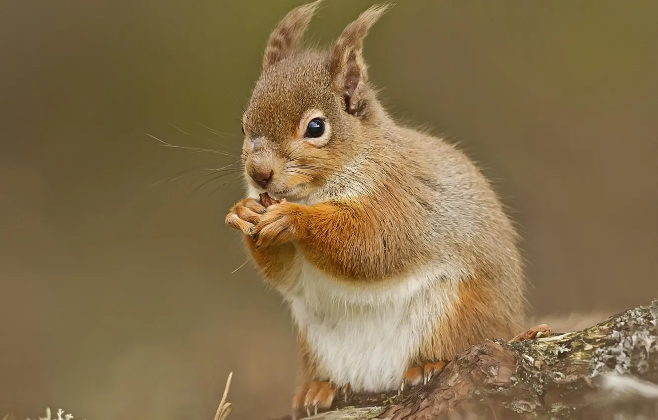 Photo wallpaper moss, protein, red