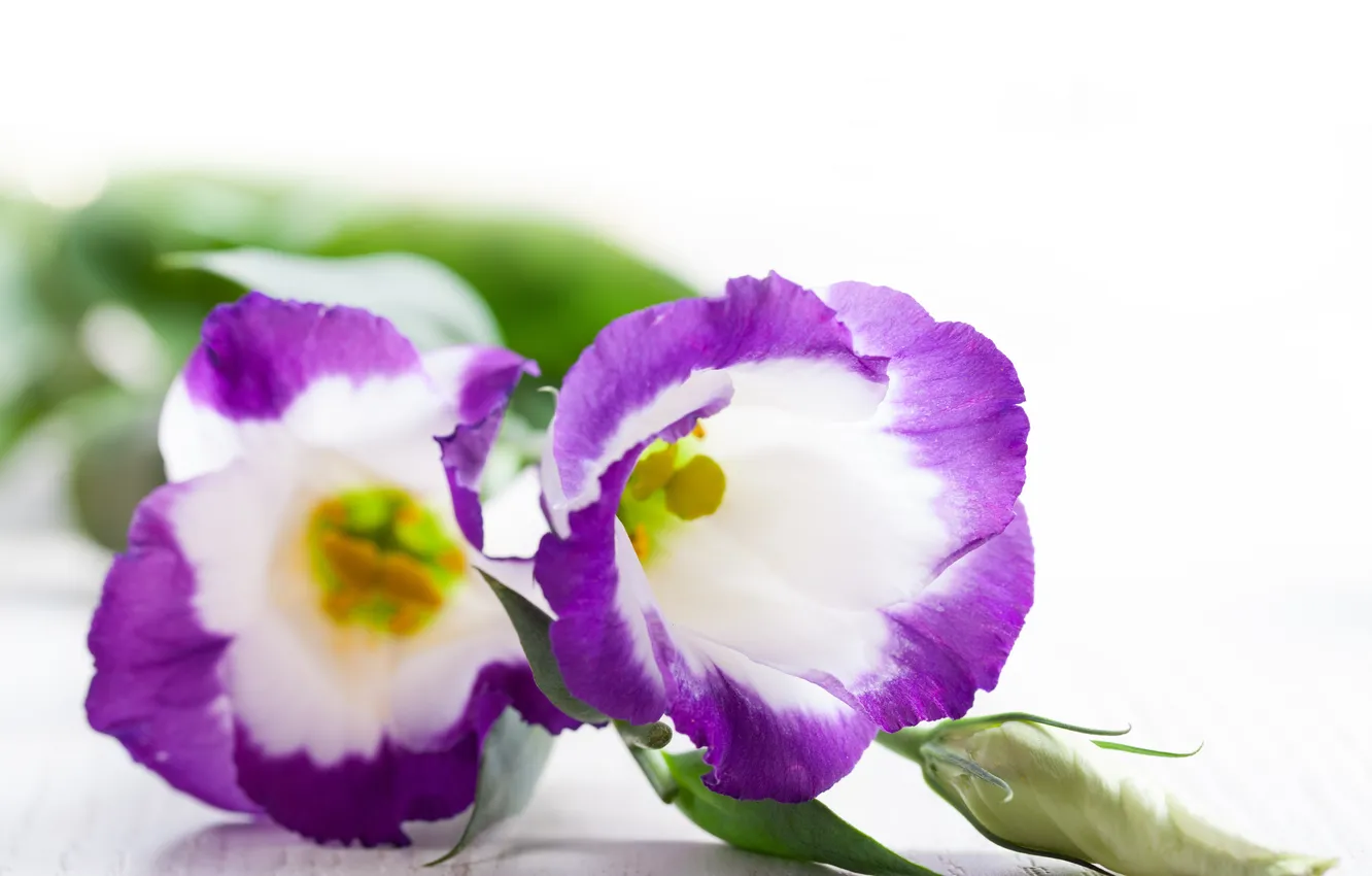 Photo wallpaper flowers, purple, purple flowers
