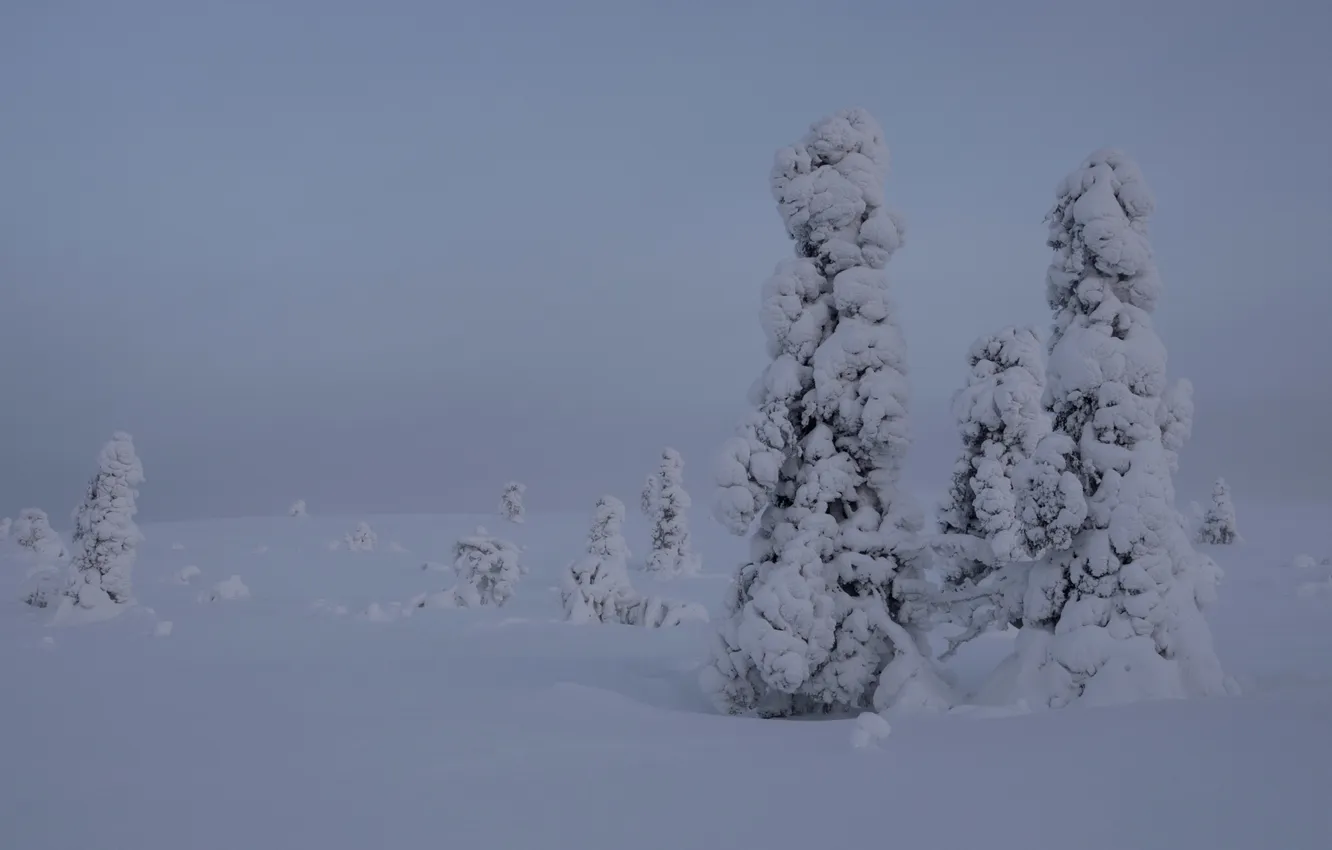 Photo wallpaper winter, snow, trees, Finland, Lapland