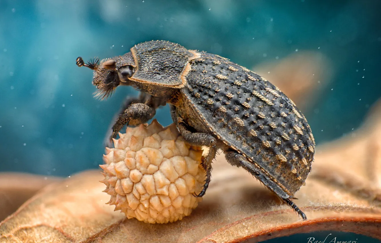 Photo wallpaper macro, beetle, insect