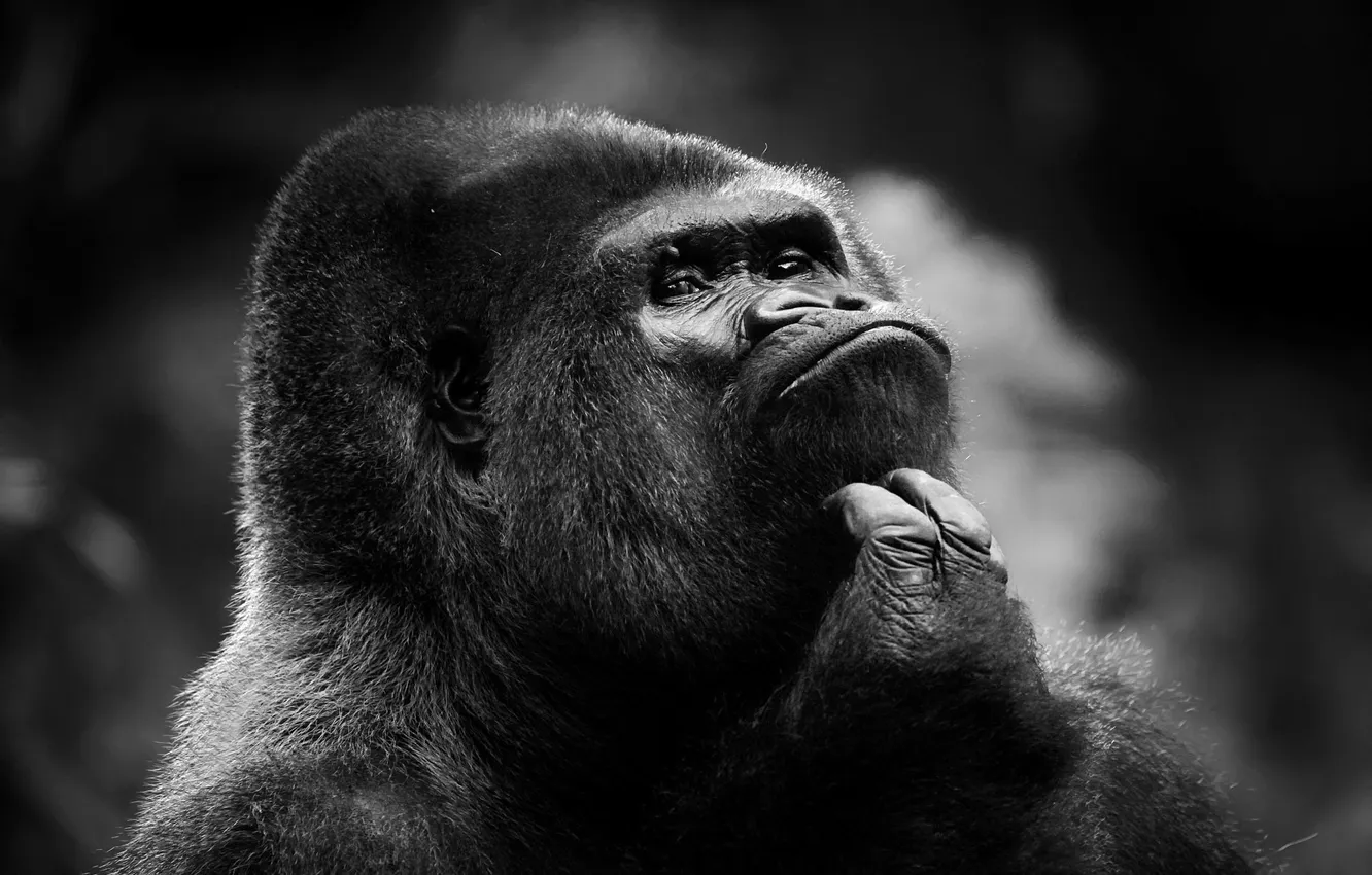Photo wallpaper monkey, gorilla, male