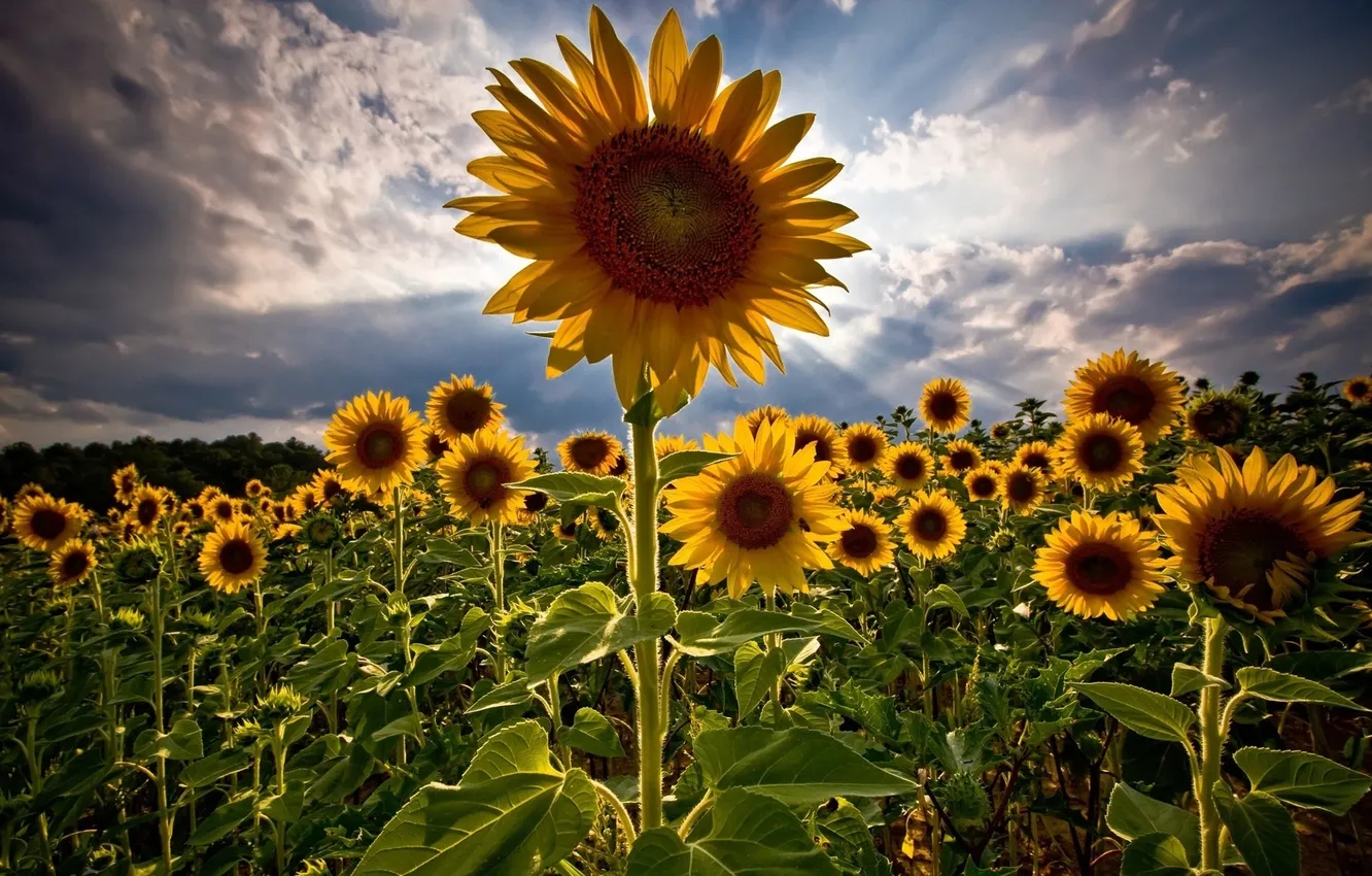 Photo wallpaper field, sunflowers, the evening