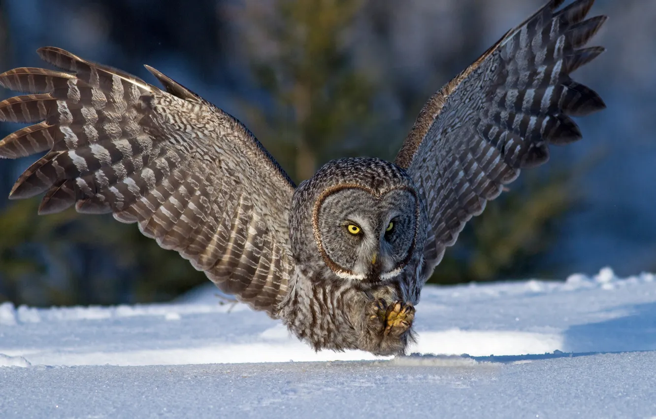 Photo wallpaper winter, snow, owl, bird, wings, hunting