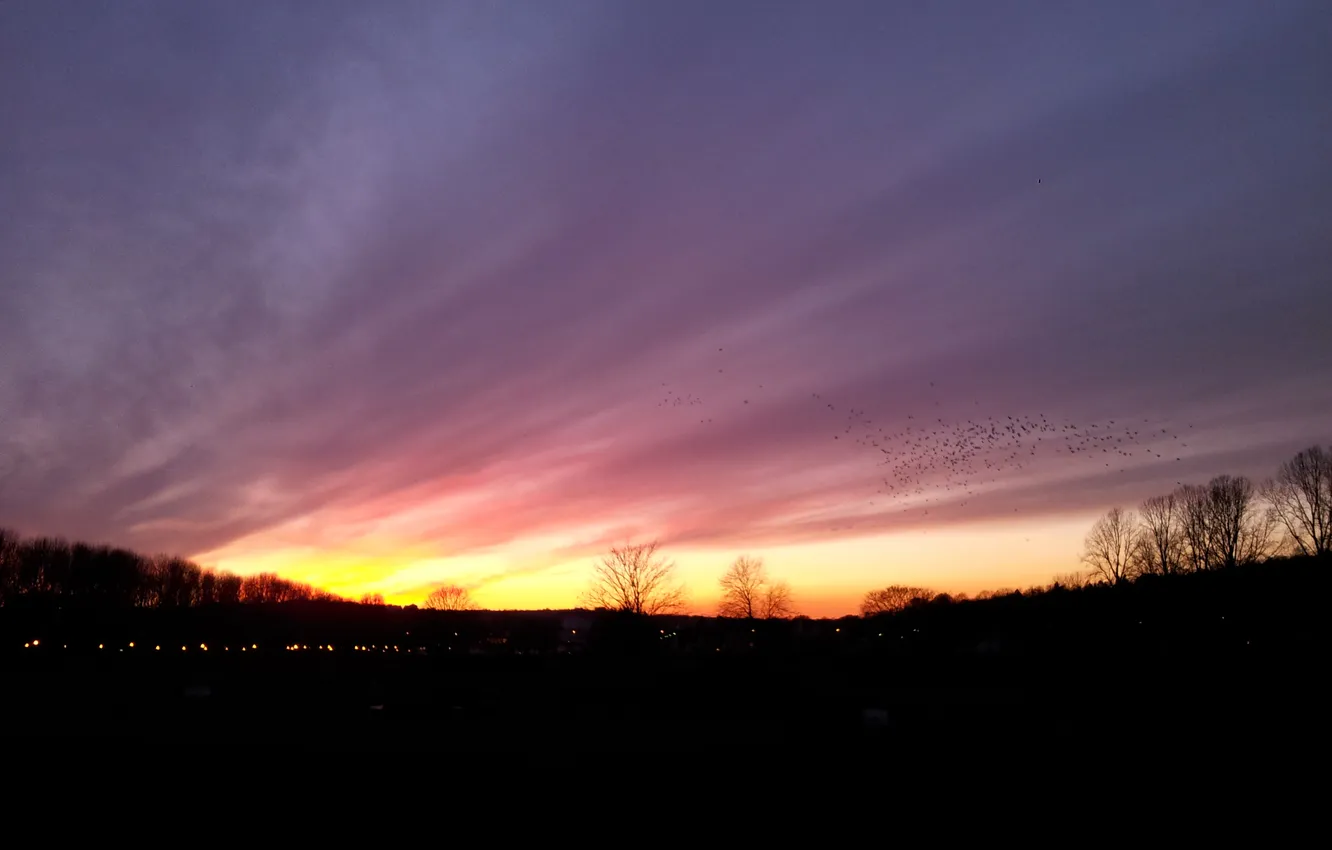 Photo wallpaper clouds, trees, sunset, birds