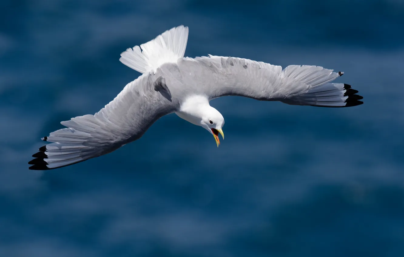 Photo wallpaper sea, flight, bird, seagulls, blue background