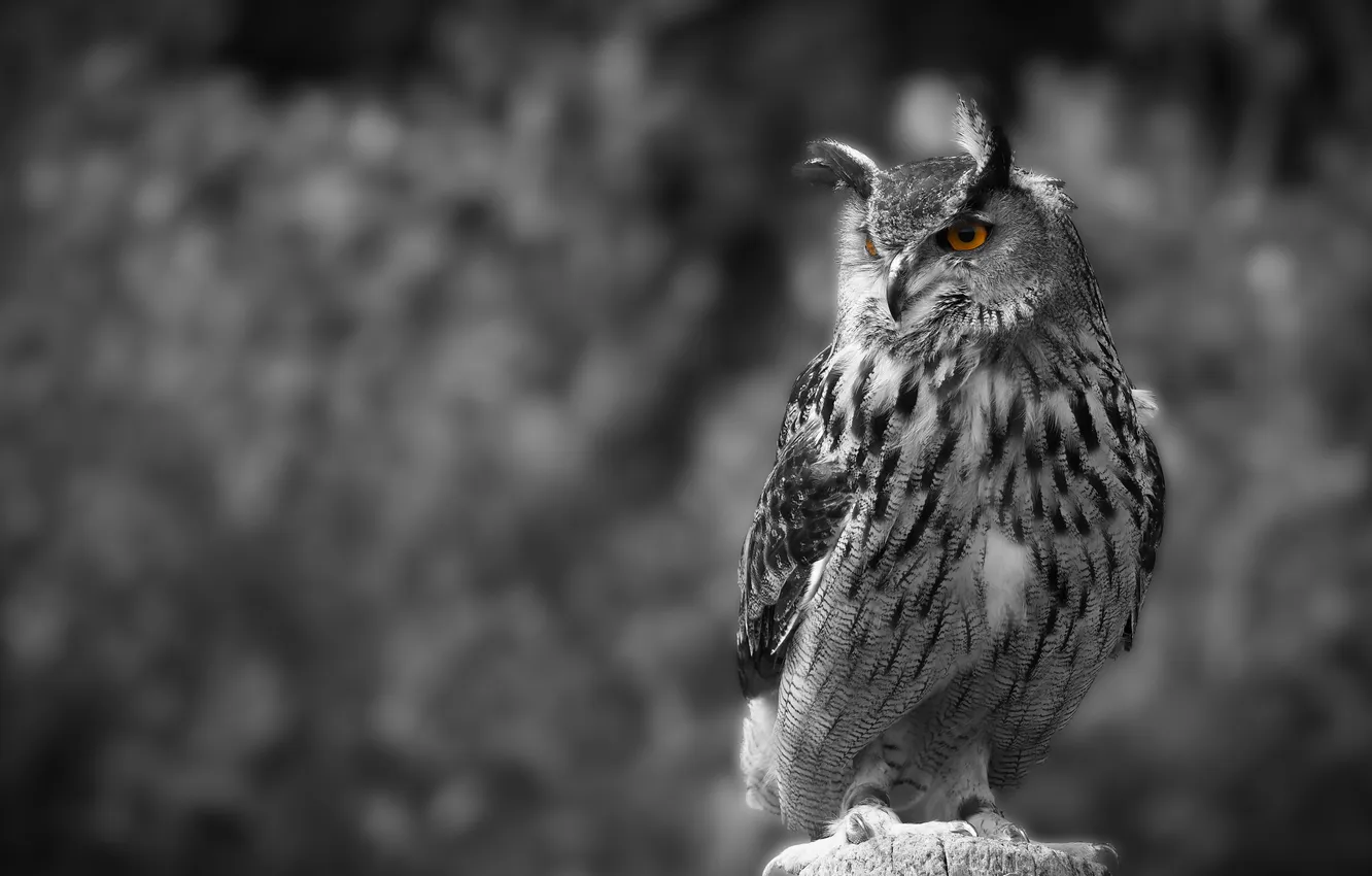 Photo wallpaper owl, bird, black and white, monochrome, owl