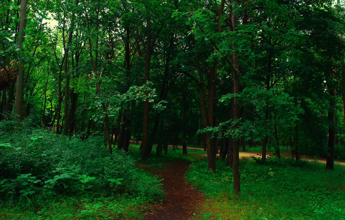 Photo wallpaper forest, trees, park, alley