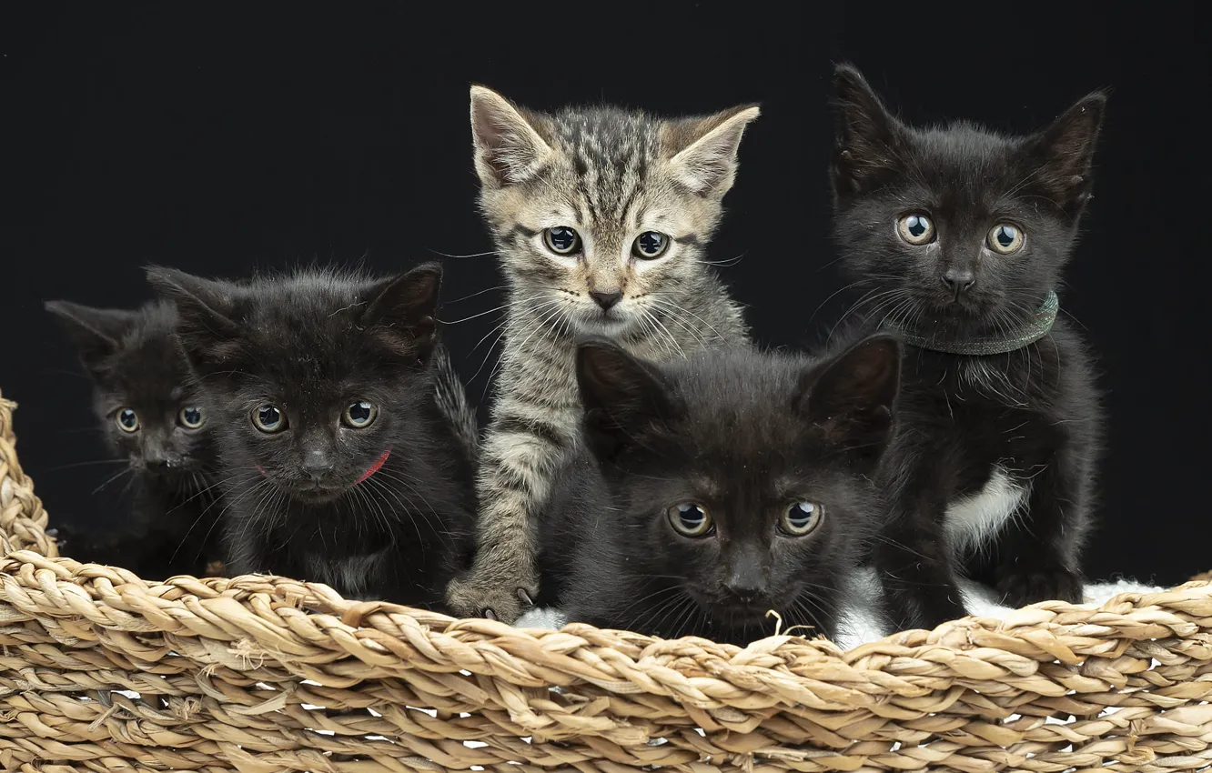 Photo wallpaper cats, the dark background, kitty, grey, kittens, kids, company, basket