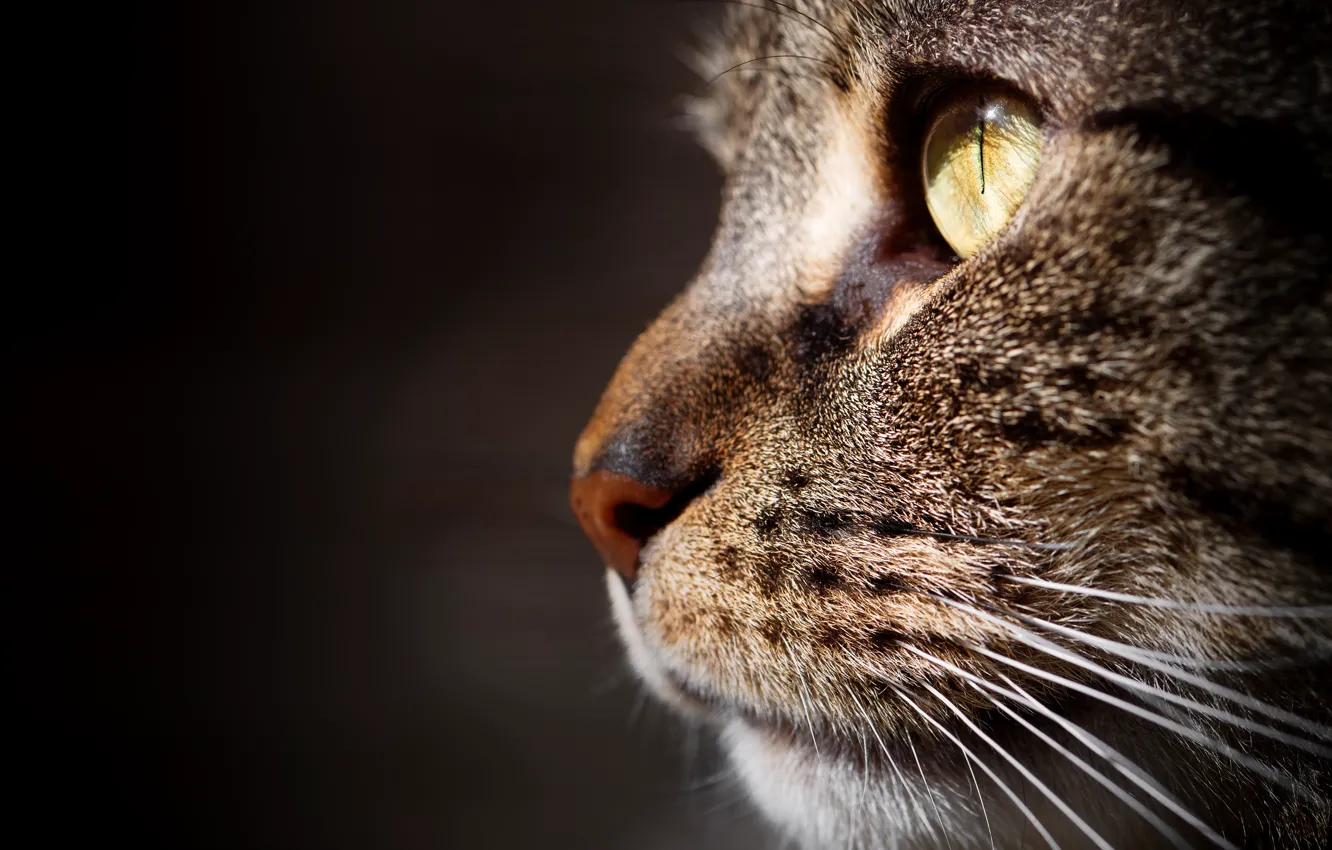 Photo wallpaper cat, cat, macro, background, portrait, muzzle, profile