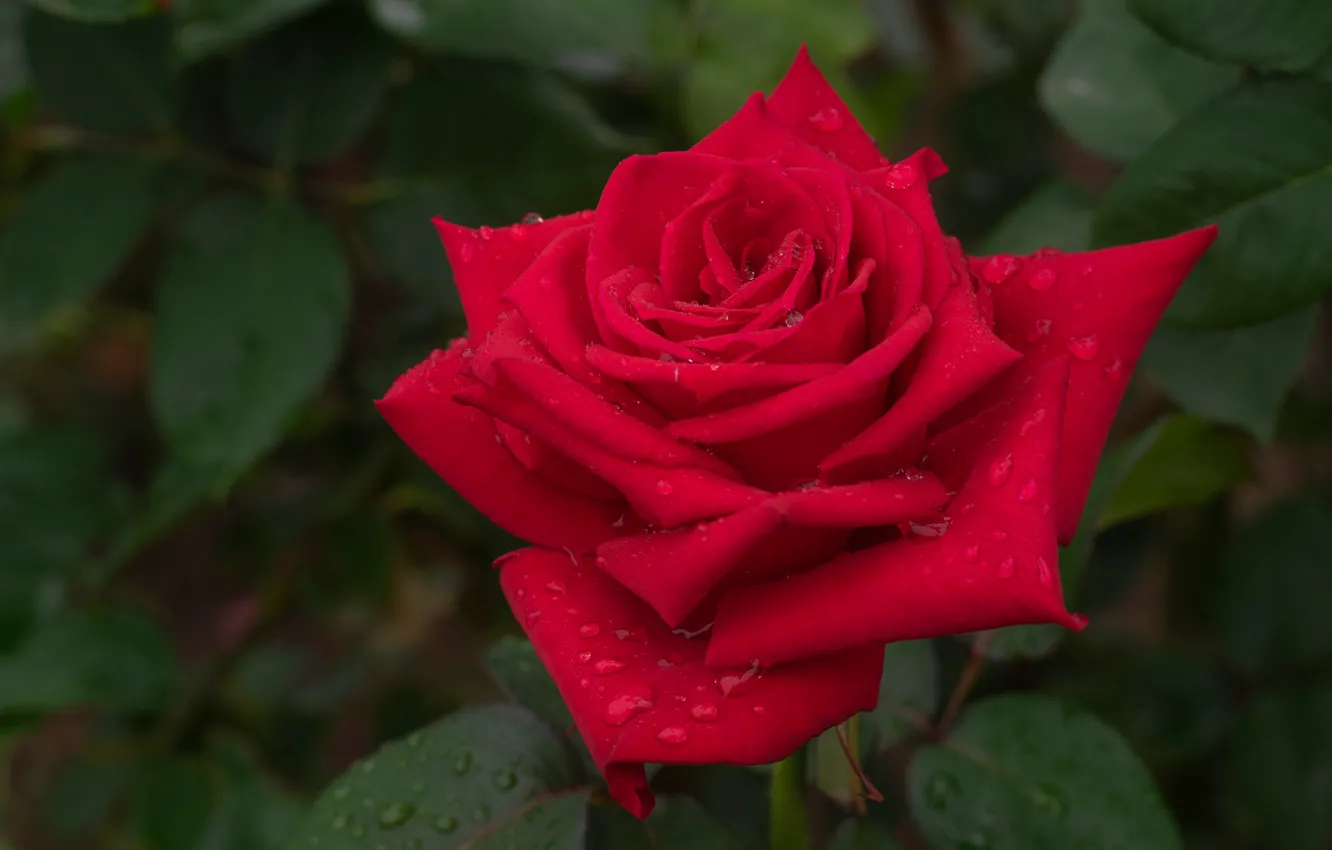 Photo wallpaper leaves, drops, macro, roses, petals, red rose, buds