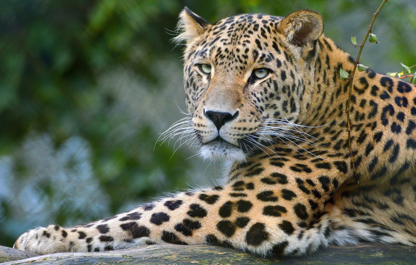 Photo wallpaper cat, look, face, branches, background, paws, leopard, lies