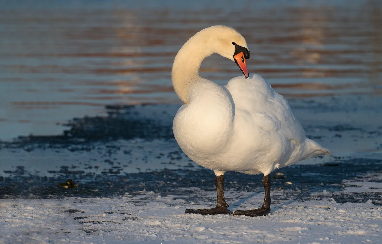 Photo wallpaper winter, white, snow, pose, bird, shore, swans, pond