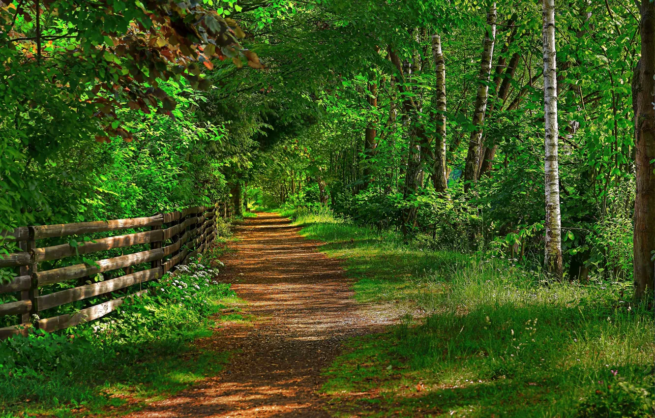 Photo wallpaper road, forest, trees, Park, the fence