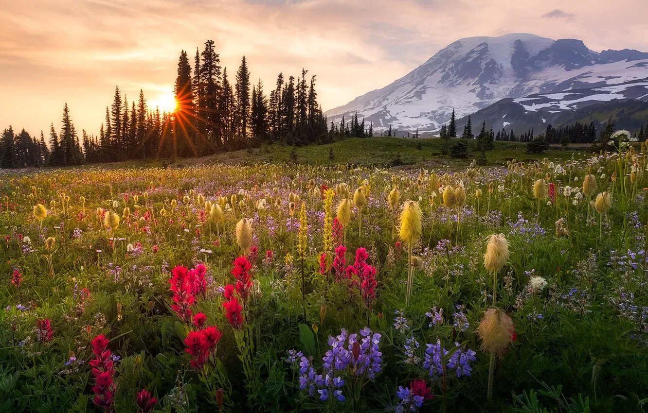 Photo wallpaper flowers, nature, meadow