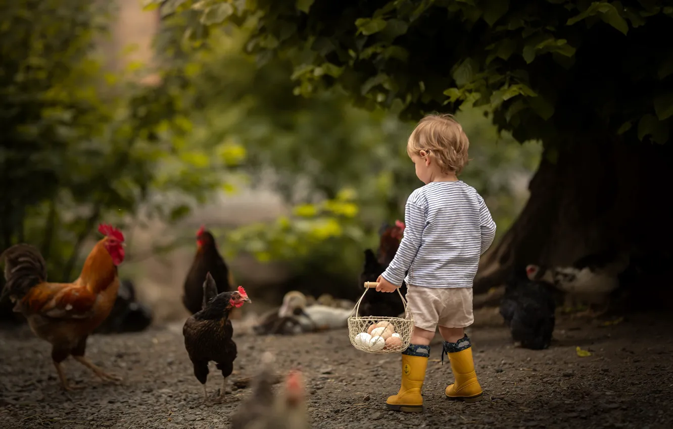Photo wallpaper boy, eggs, chicken