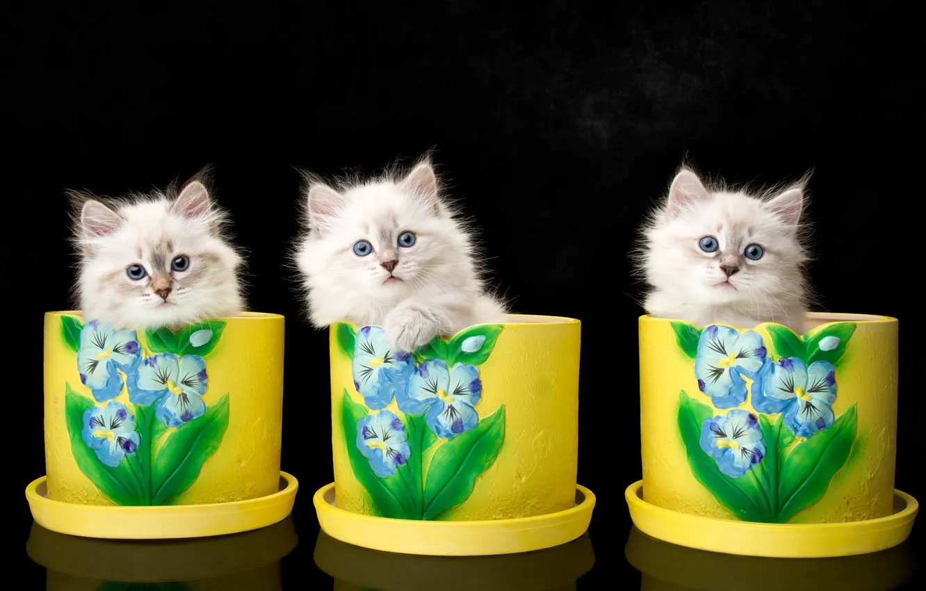 Photo wallpaper background, kittens, trio, vases, Trinity, The Neva masquerade cat, Natalia Lays
