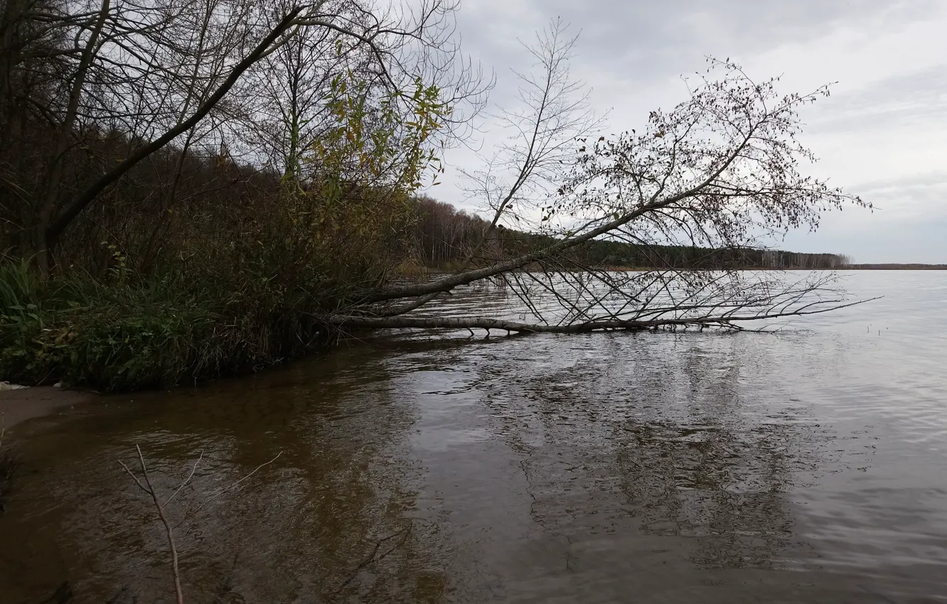 Photo wallpaper autumn, forest, trees, river, cane, shore
