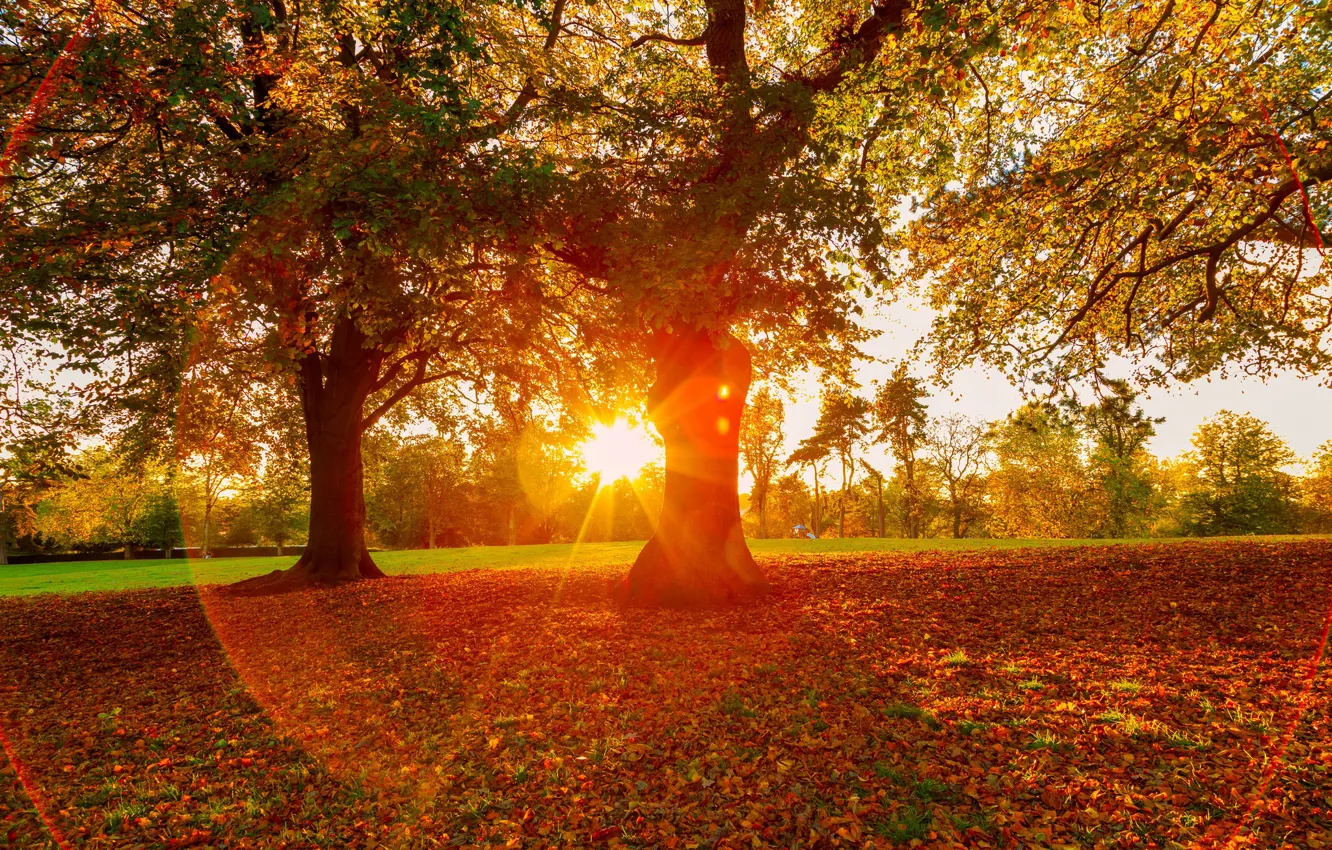 Photo wallpaper autumn, trees, sunset, Park